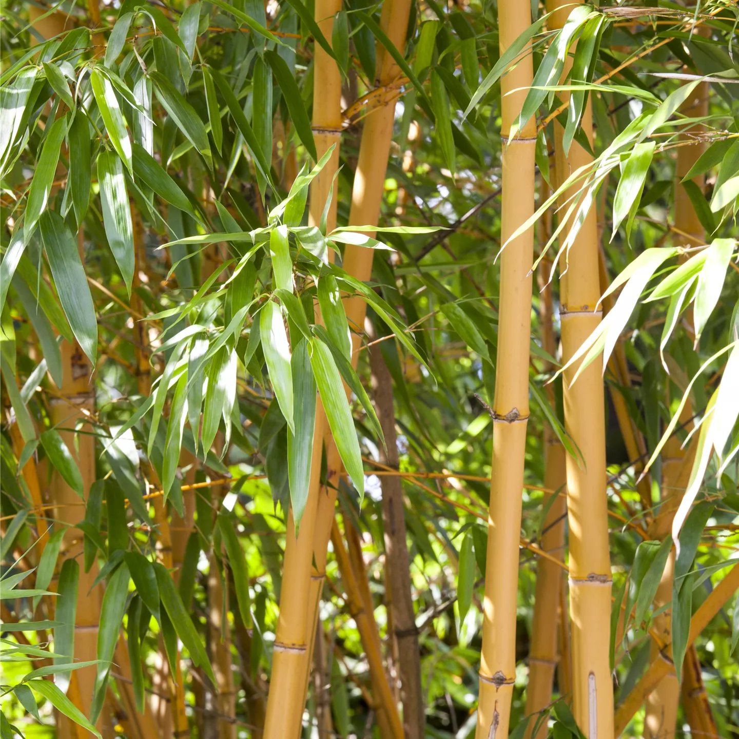 Bambus kaufen in unserem Onlineshop