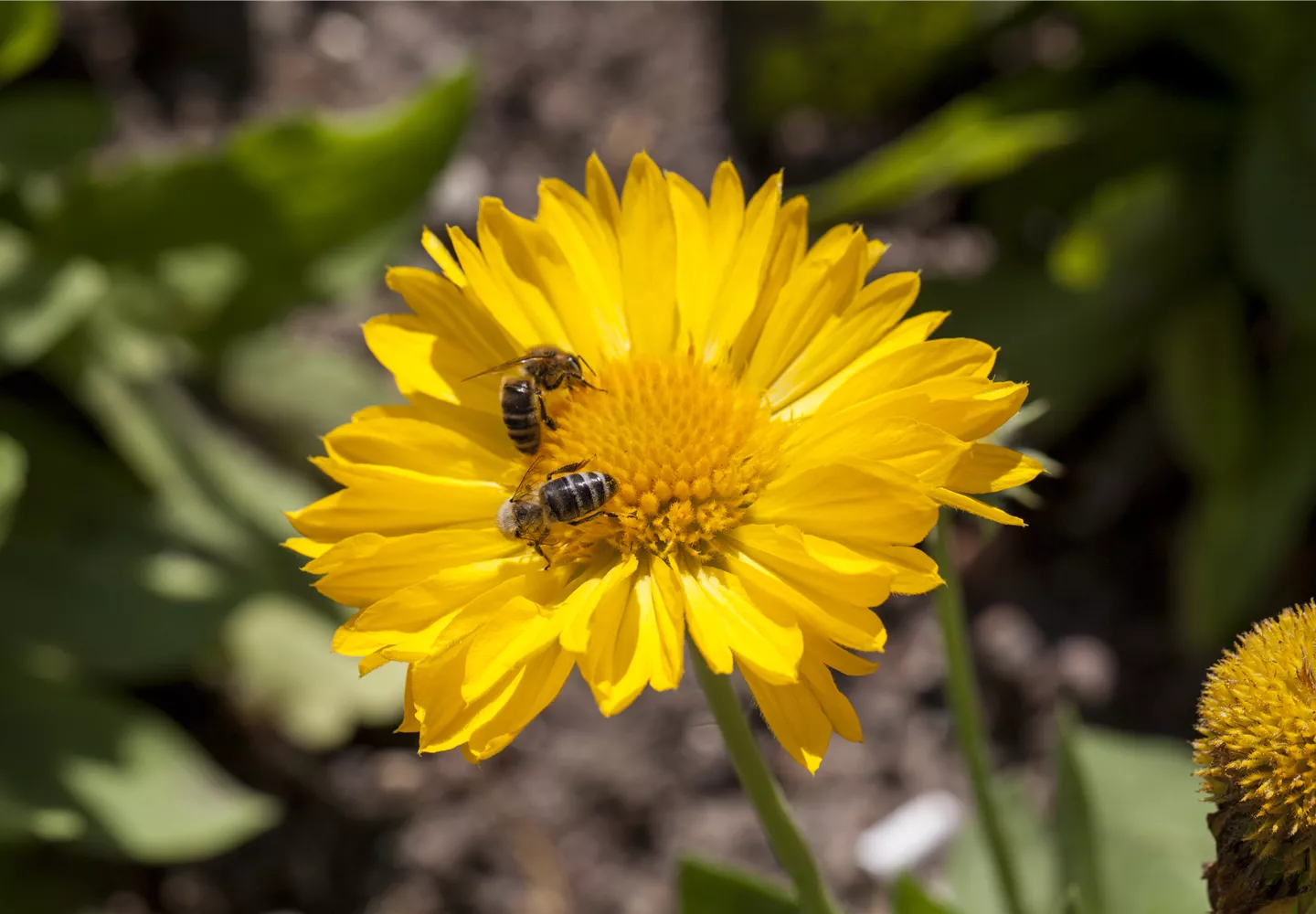 Bienenpflanzen auf dem Balkon