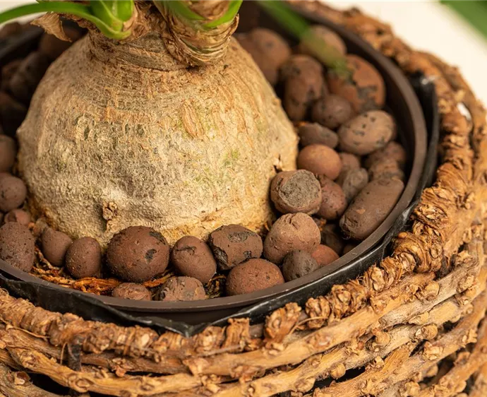 Blähton als ideales Substrat für Pflanzen