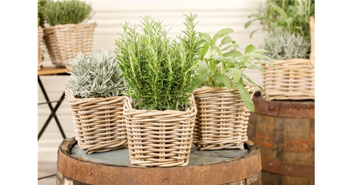 Alles für den Kräutergarten auf dem Balkon