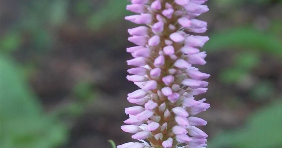 Bistorta officinalis 'Superba'