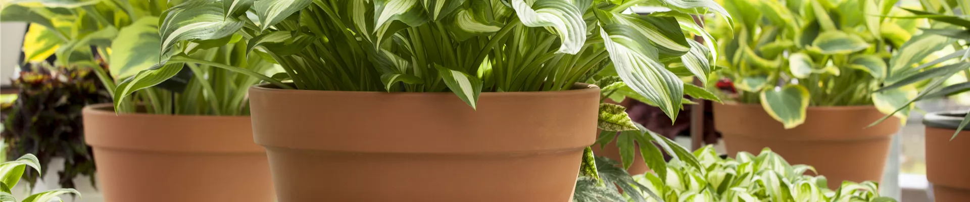 Hosta Hosta