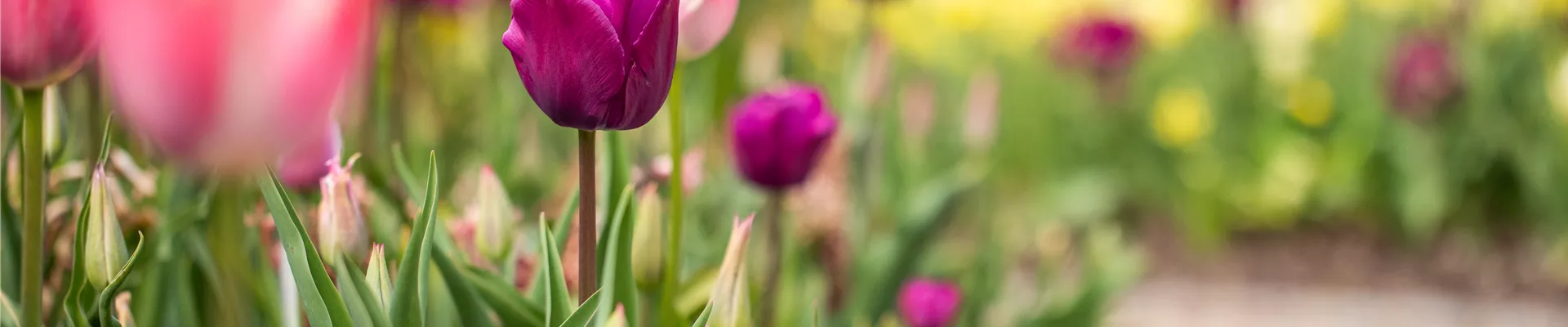 Tulpenbeet Tulpenbeet