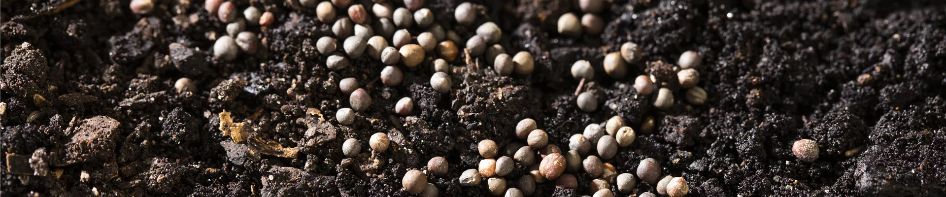 Samen auf Erde verteilt Samen auf Erde verteilt