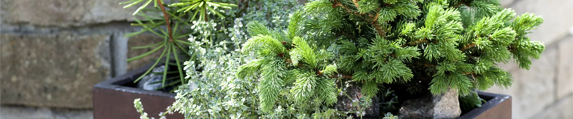 Pflanzkübel Picea Pflanzkübel Picea