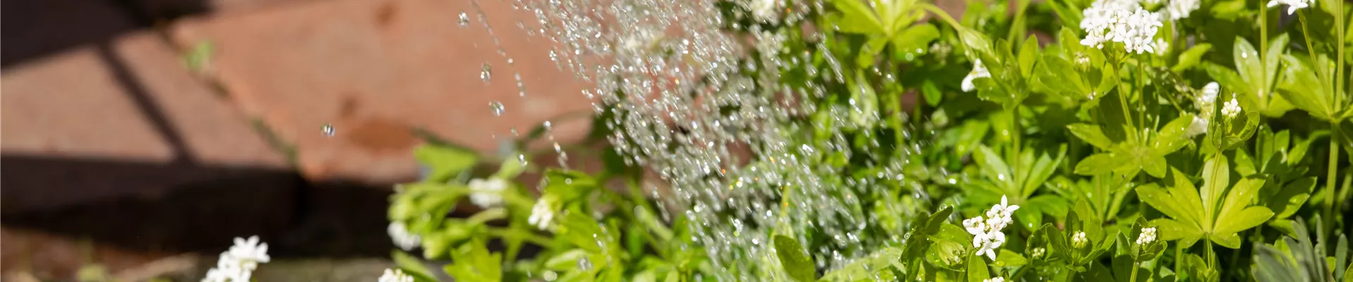 Galium odoratum Galium odoratum