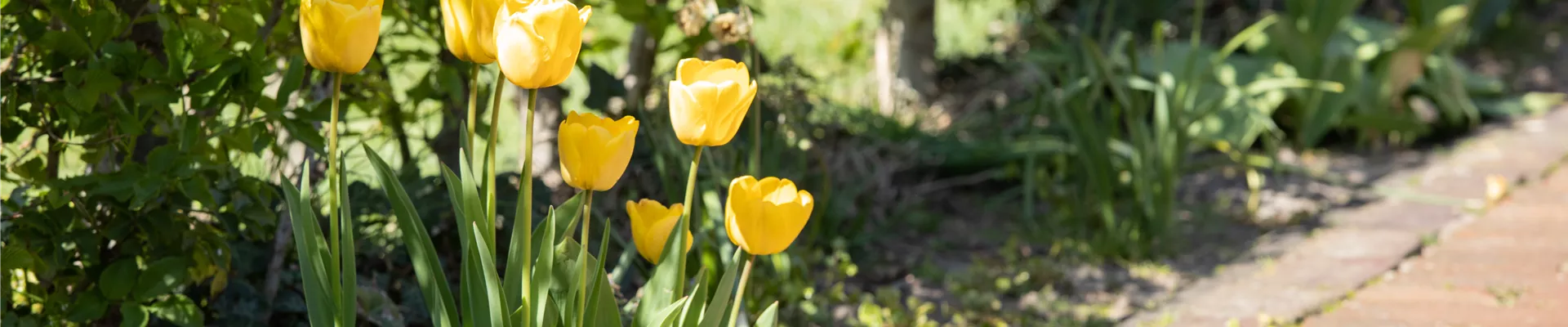 Tulpen im Beet  Tulpen im Beet