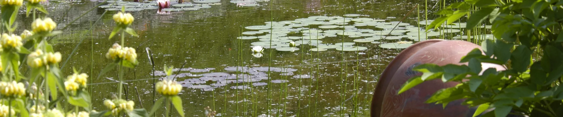 Teich mit Seerosen Teich mit Seerosen