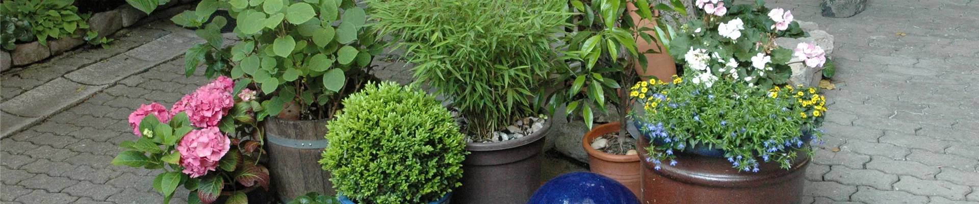 Kübelpflanzen Kübelpflanzen