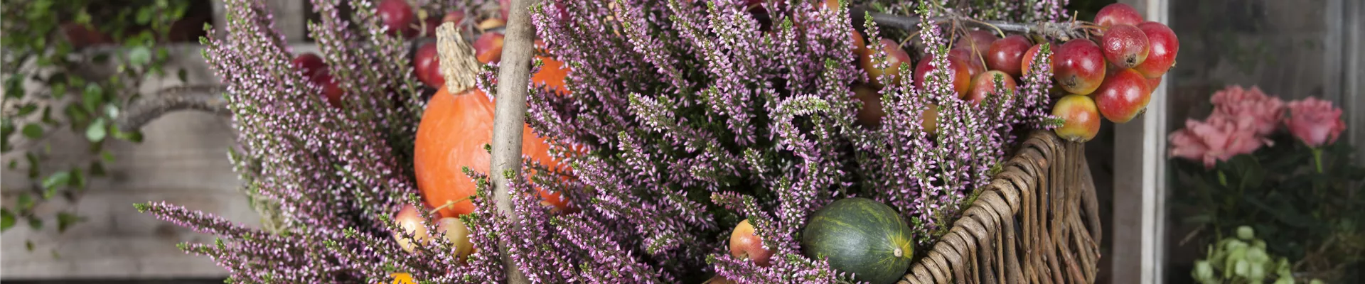 Calluna vulgaris Calluna vulgaris
