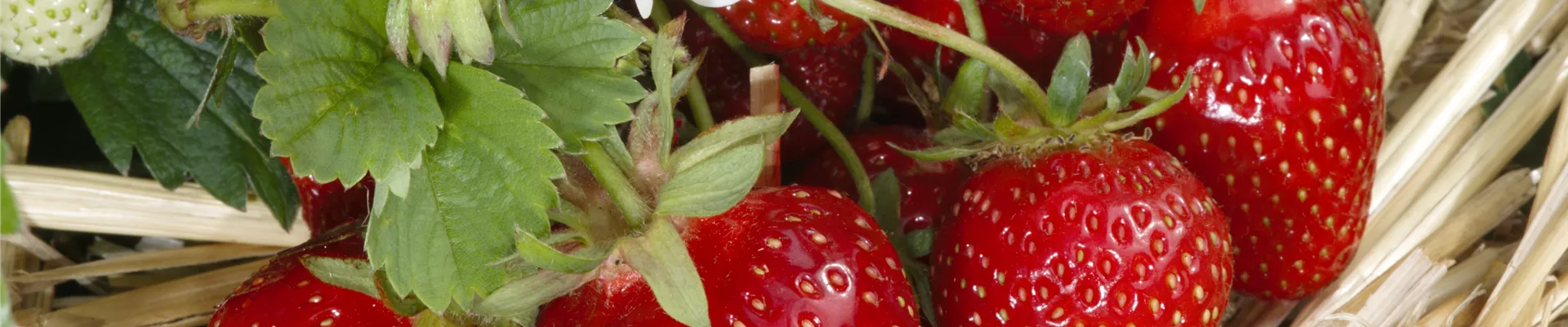Fragaria x ananassa Fragaria x ananassa