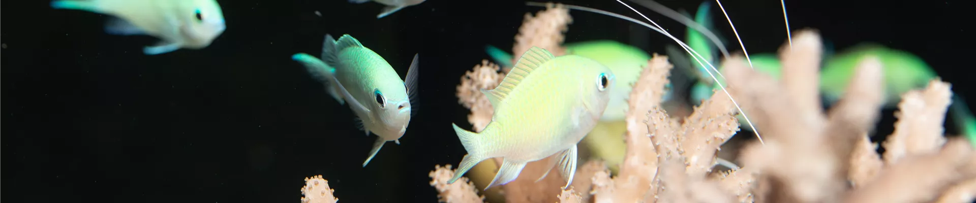 Grünes Schwalbenschwänzchen Grünes Schwalbenschwänzchen