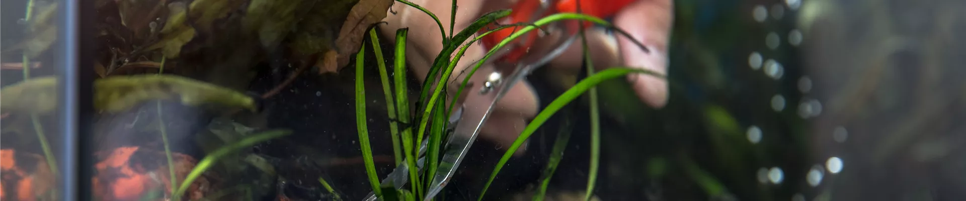 Pflanzenschnitt in Aquarium Pflanzenschnitt in Aquarium