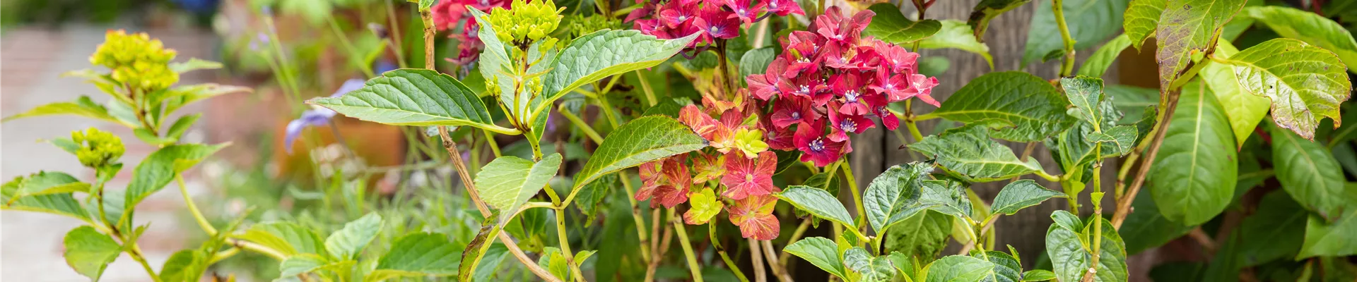 Hortensie im Pflanzkübel  Hortensie im Pflanzkübel