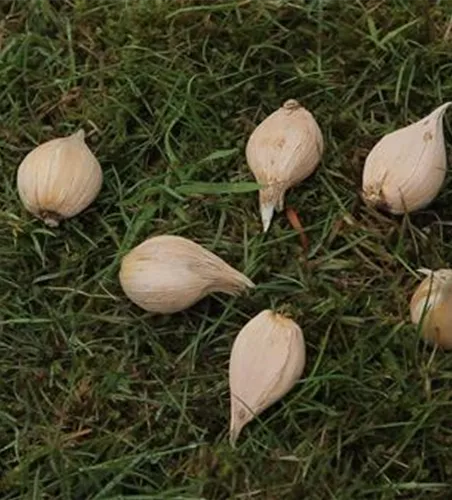 Netzblatt-Schwertlilie - Blumenzwiebeln einpflanzen