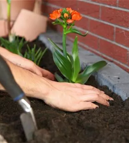 Milchstern - Einpflanzen im Garten