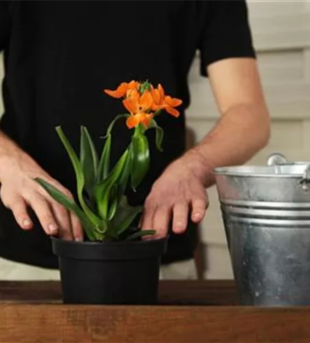 Milchstern - Einpflanzen in ein Gefäß