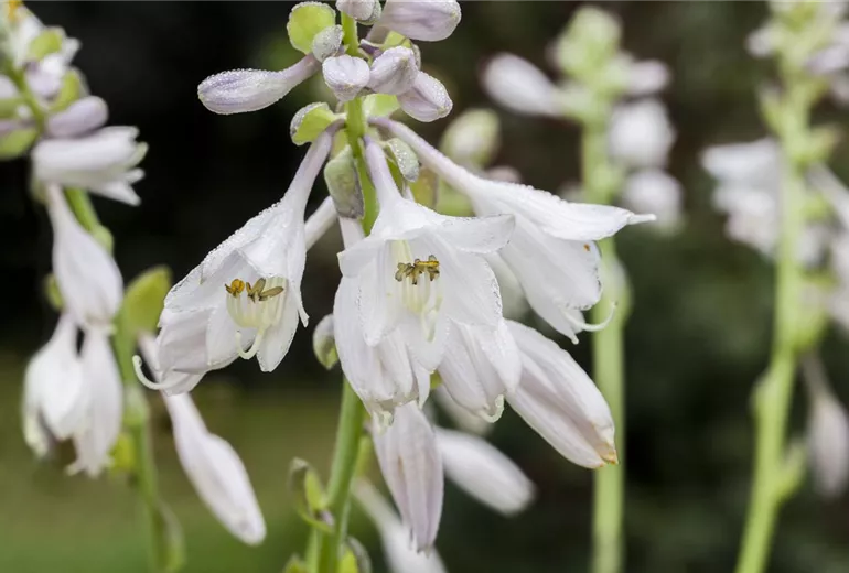 Hosta