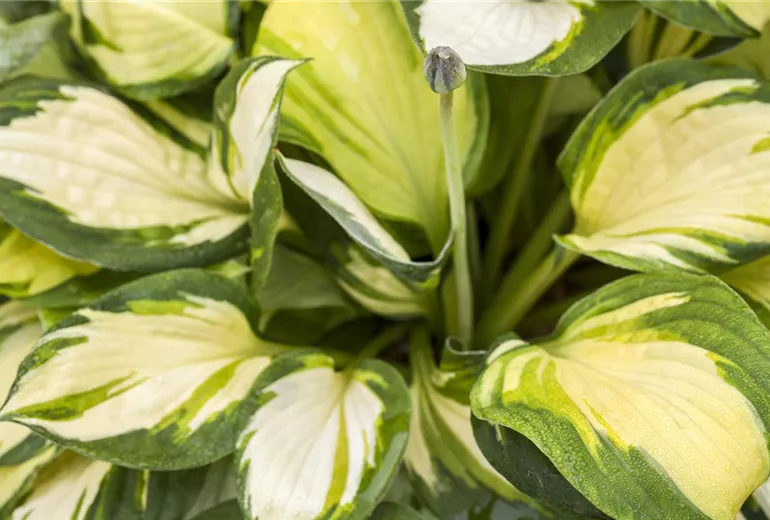 Hosta