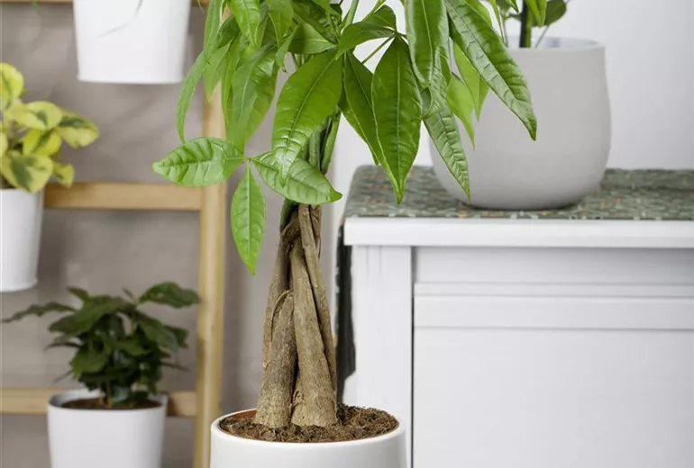 Pachira aquatica