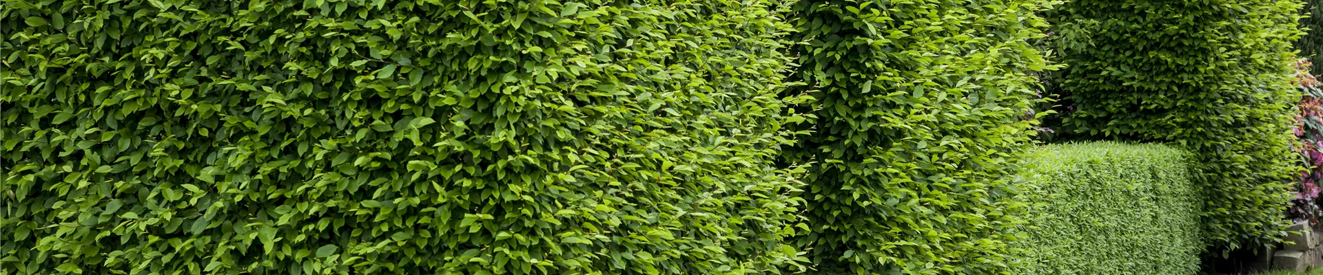 Carpinus betulus