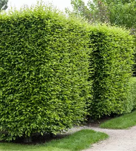 Sichtschutz für Ihren Garten