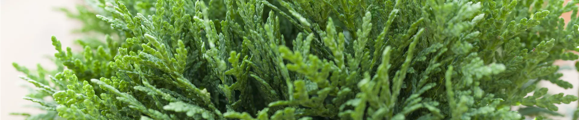 Thuja occidentalis 'Danica' Thuja occidentalis 'Danica'