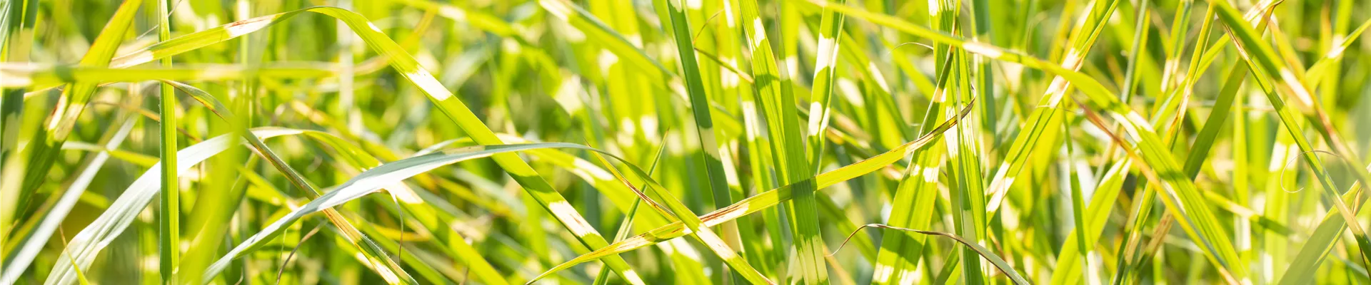 Miscanthus sinensis 'Zebrinus' Miscanthus sinensis 'Zebrinus'