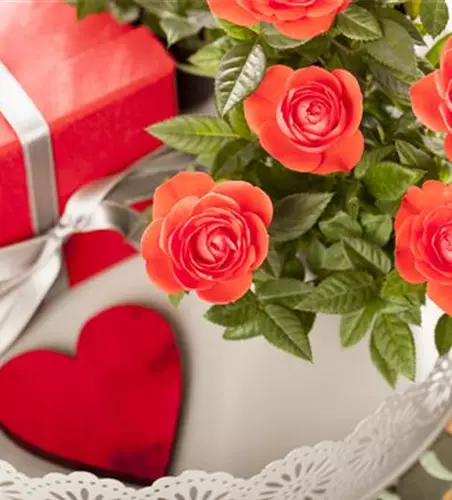 Eine Blume sagt mehr als tausend Worte – die Sprache der Blumen