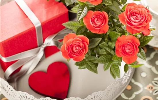 Eine Blume sagt mehr als tausend Worte – die Sprache der Blumen Eine Blume sagt mehr als tausend Worte – die Sprache der Blumen