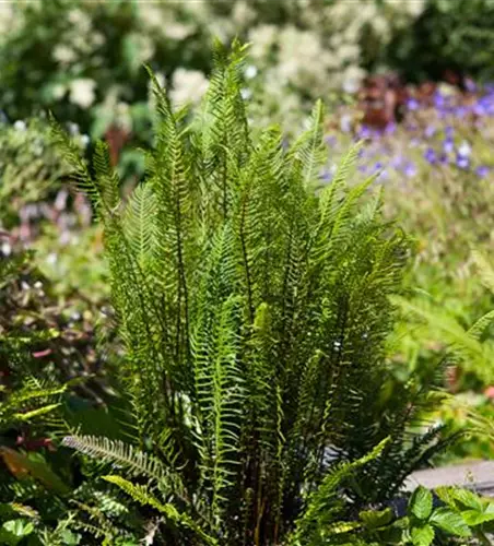 Feuchtzonen im Garten