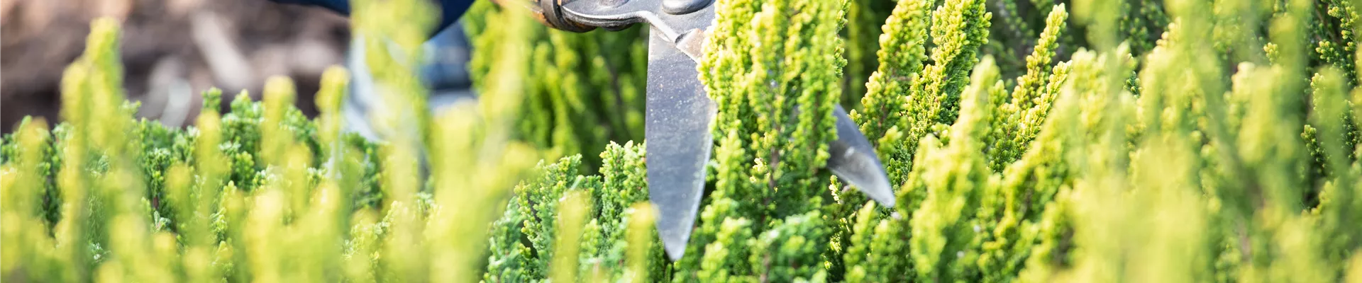 Calluna Vulgaris 'Zipi' Calluna Vulgaris 'Zipi'