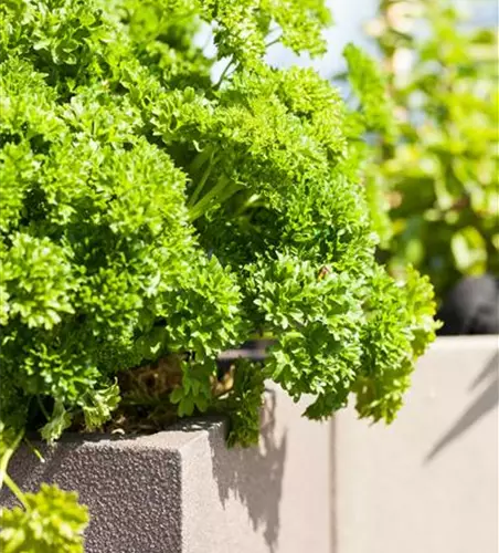 Kräuter im eigenen Garten: Anlegen des Kräutergartens