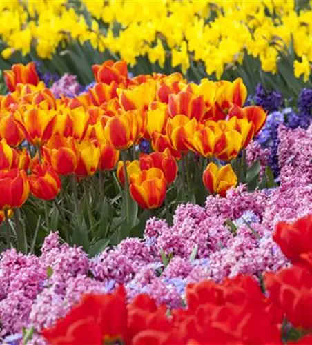 Bunter Frühling mit Blumenzwiebel und Co. – eine Übersicht