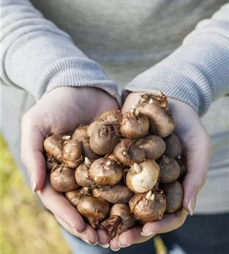 Keine Angst im Dunkeln – Blumenzwiebeln überwintern