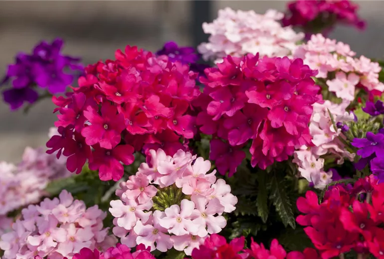 Verbena 'Lindolena'