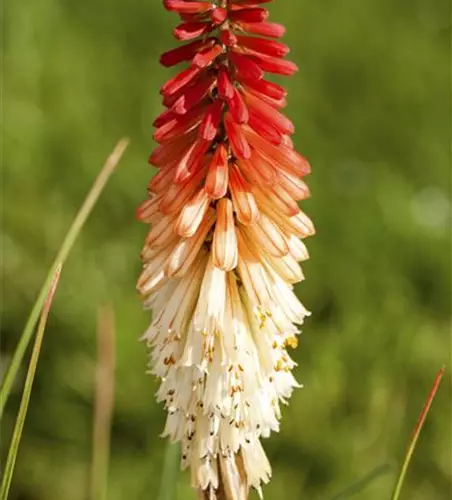 Fackellilien – ein florales Flammenmeer im Garten