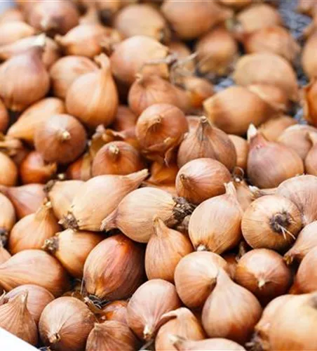 Blumenzwiebeln – kleine Zwiebeln mit großer Wirkung