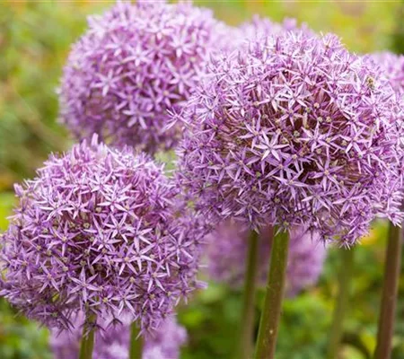 Allium – eleganter Zierlauch Allium – eleganter Zierlauch