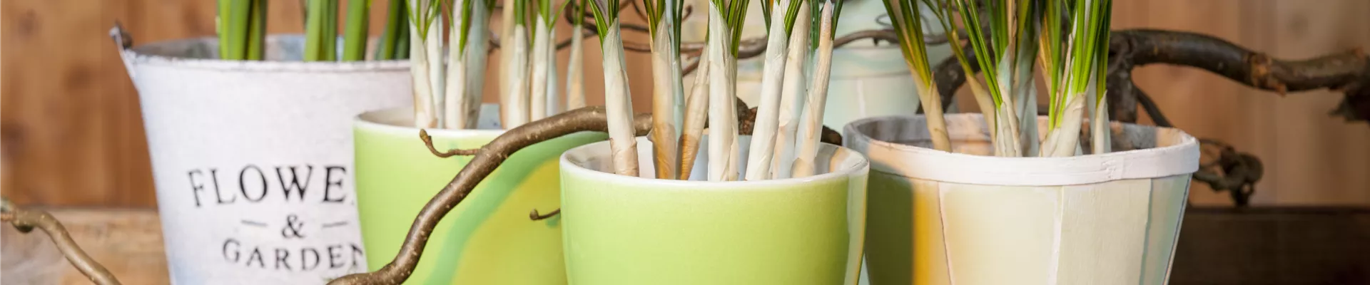 Crocus chrysanthus Crocus chrysanthus