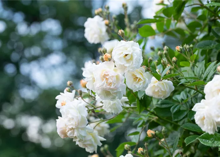 Rosen und Stauden Rosen und Stauden