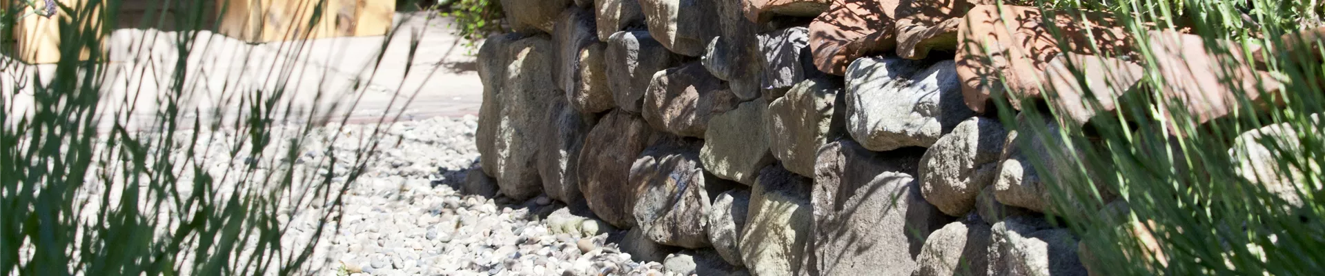 Perovskia atriplicifolia Perovskia atriplicifolia