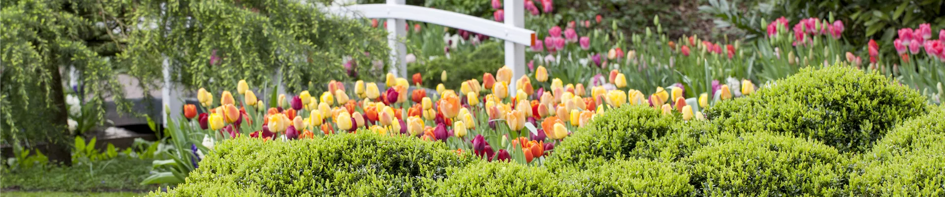 Buxus microphylla Buxus microphylla