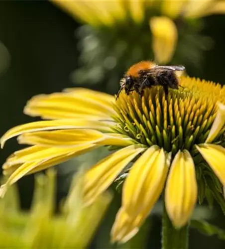 Gemüse blühen lassen als Insektenweide