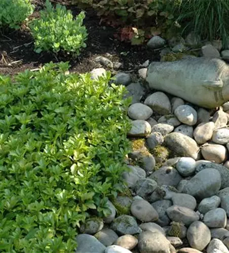 Auf dem Boden der Tatsachen – Bodendecker im Garten
