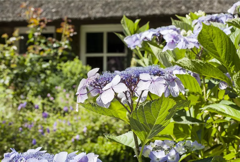 Hydrangea serrata