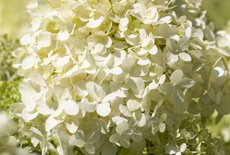 Hydrangea paniculata