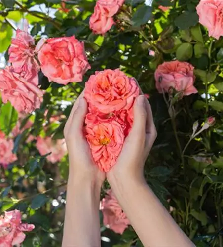 Die Rose – die Königin der Pflanzen für Balkon und Terrasse