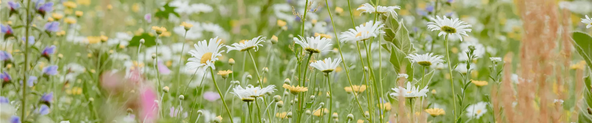 Blumenwiese Blumenwiese