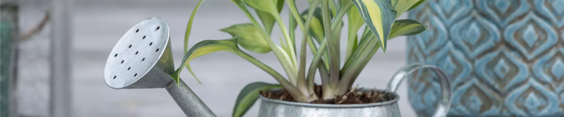 Hosta, gelbbunt Hosta, gelbbunt